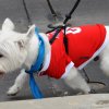 dog walk 2013-5077